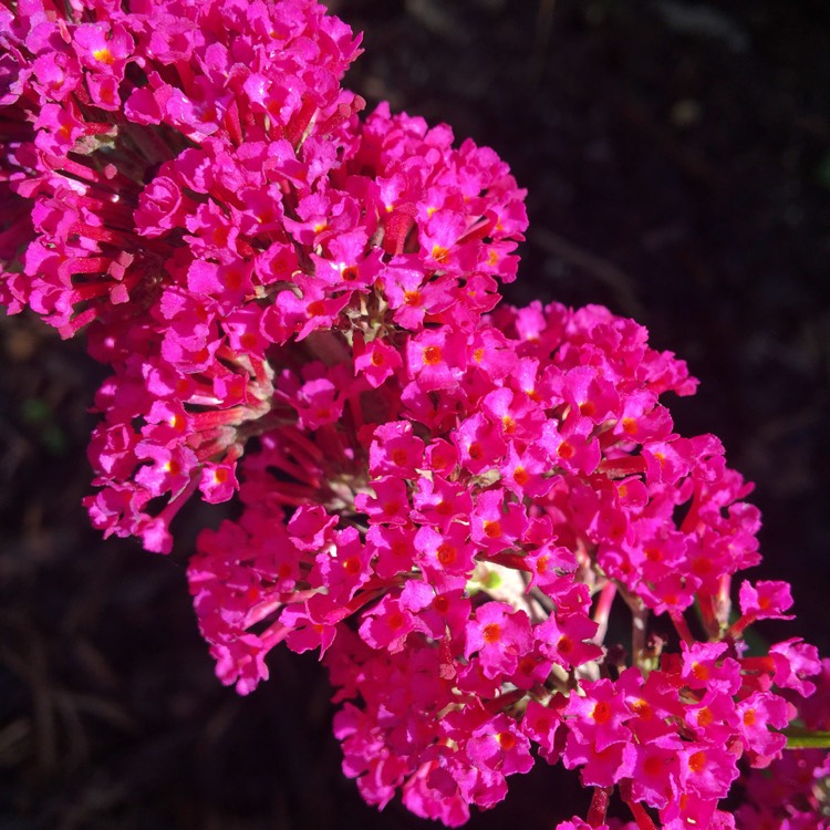 Plant image Buddleja davidii 'Tobudvelve' (Buzz Series) syn. Buddleja davidii 'Buzz Velvet'