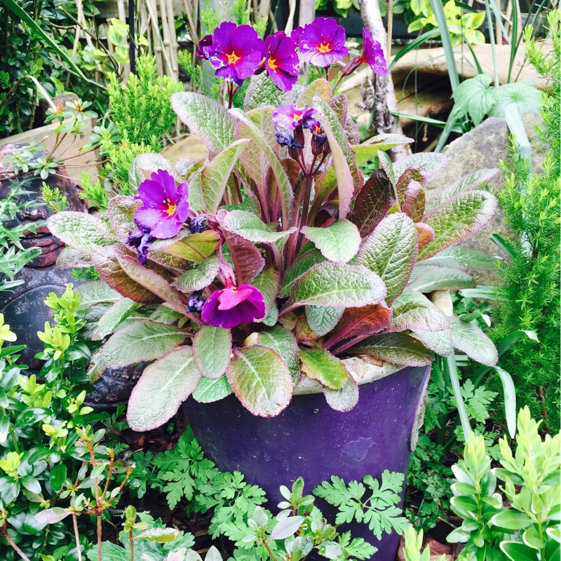 Plant image Primula marginata 'Linda Pope'