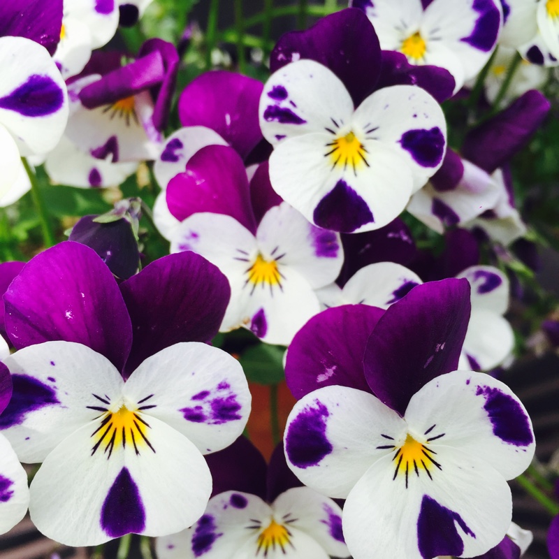 Plant image Viola cornuta 'Rocky Mickey'