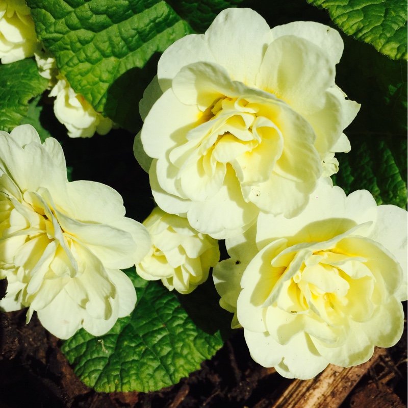 Plant image Primula belarina 'Cream'