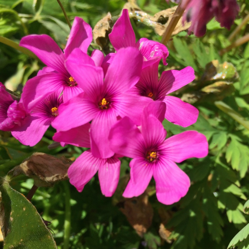 Plant image Oxalis articulata 'Liah'