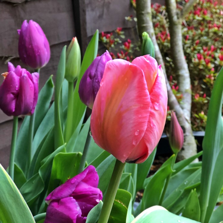 Plant image Tulipa 'Charade'