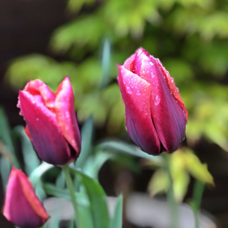 Plant image Tulipa 'Mariette'