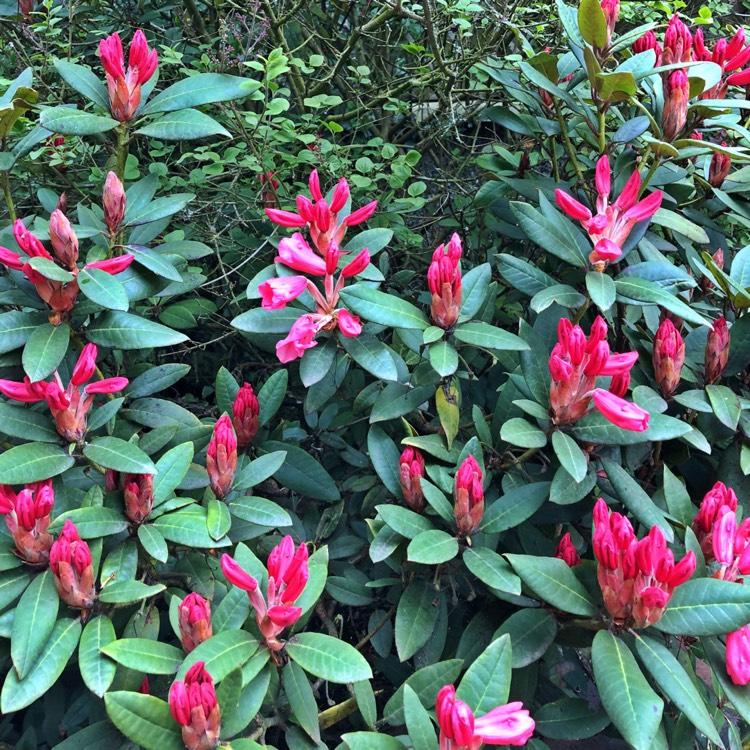 Plant image Rhododendron 'Cary Ann'