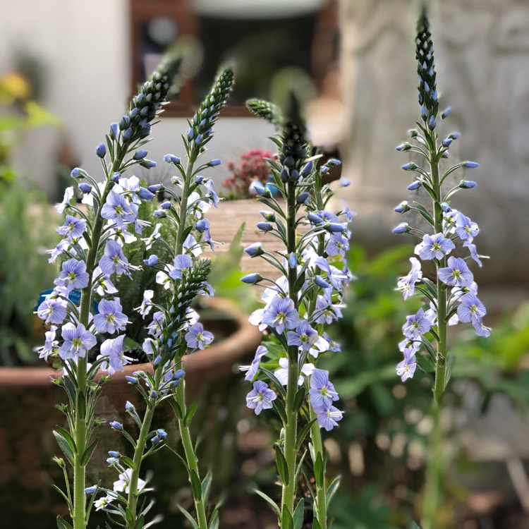 Plant image Veronica gentianoides