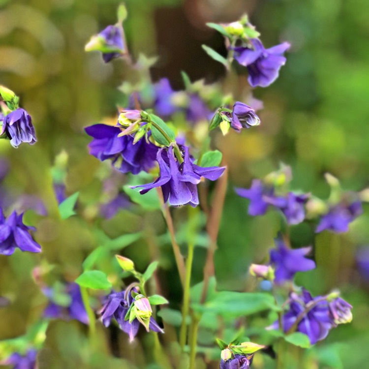 Plant image Aquilegia alpina