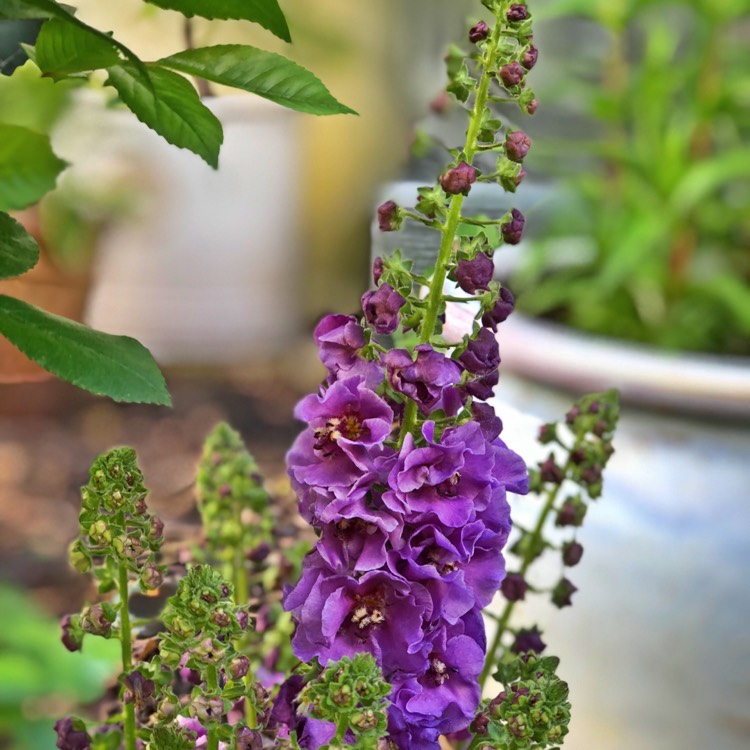 Plant image Verbascum phoeniceum 'Violetta'