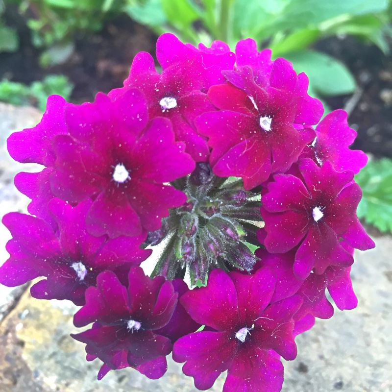 Plant image Verbena 'Aztec Purple Magic'