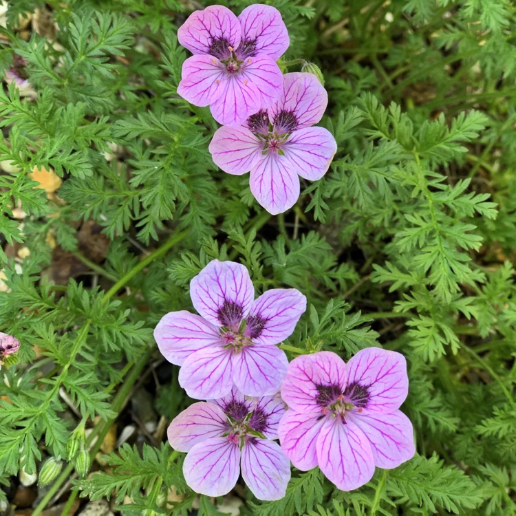 Plant image Geranium 'Dusky Rose'