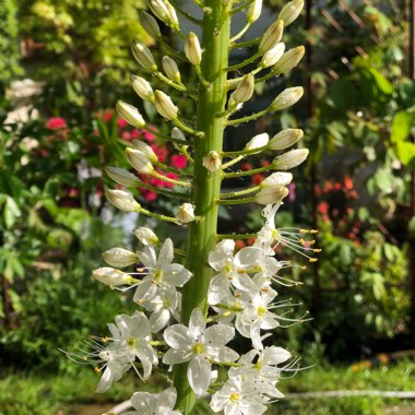 Eremurus 'Himalaicus'