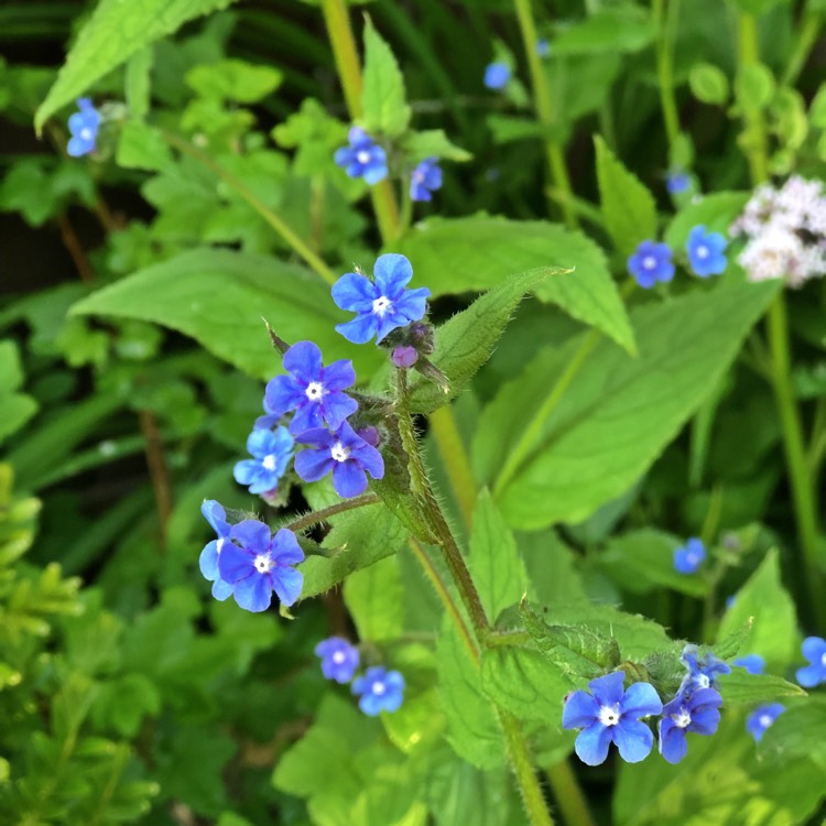 Plant image Brunnera macrophylla