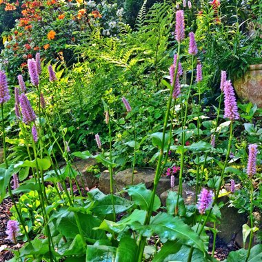 Persicaria bistorta 'Superba' syn. Polygonum bistorta 'Superbum'