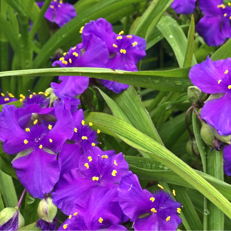 Plant image Tradescantia virginiana