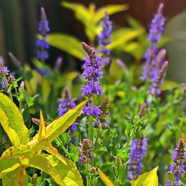 Plant image Salvia x sylvestris 'Blauhugel' syn. Salvia nemorosa 'Blue Mound', Salvia nemorosa 'Blauhugel', Salvia 'Blue Hills'