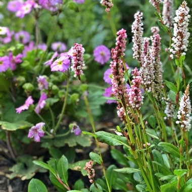 Persicaria Affinis