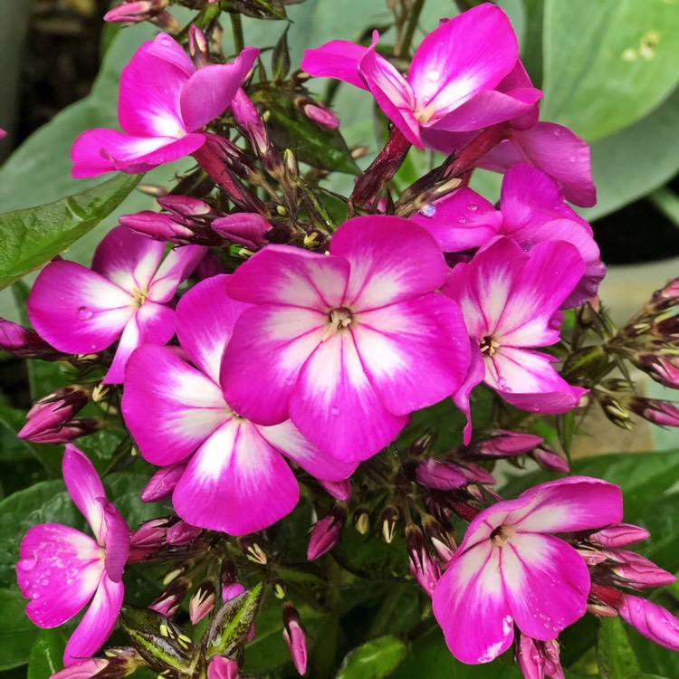 Plant image Phlox paniculata 'Flame Purple Eye'