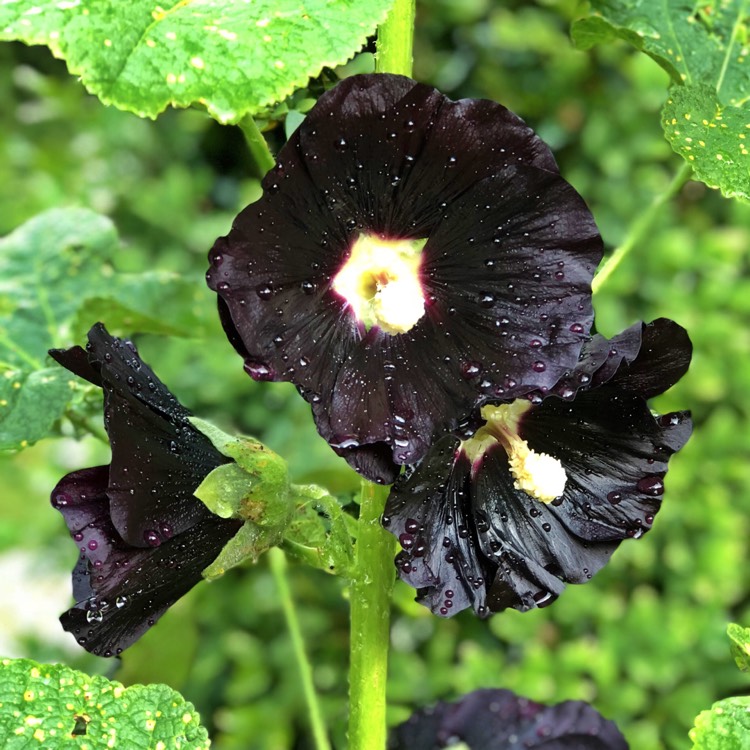 Plant image Alcea rosea 'Blacknight' (Spotlight Series)