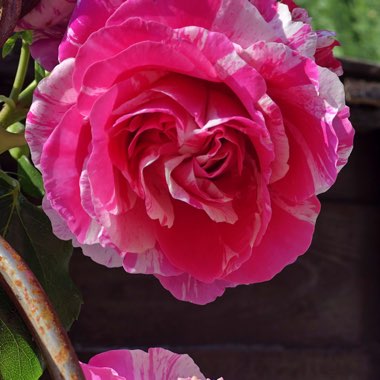 Rosa 'Wekgobnez' syn. Rosa 'Rock And Roll', Rosa 'Coeur De Rockeur'