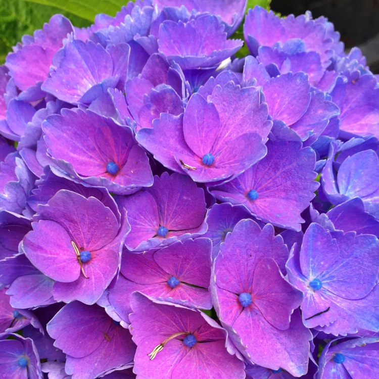 Plant image Hydrangea macrophylla 'Kardinal Violet'