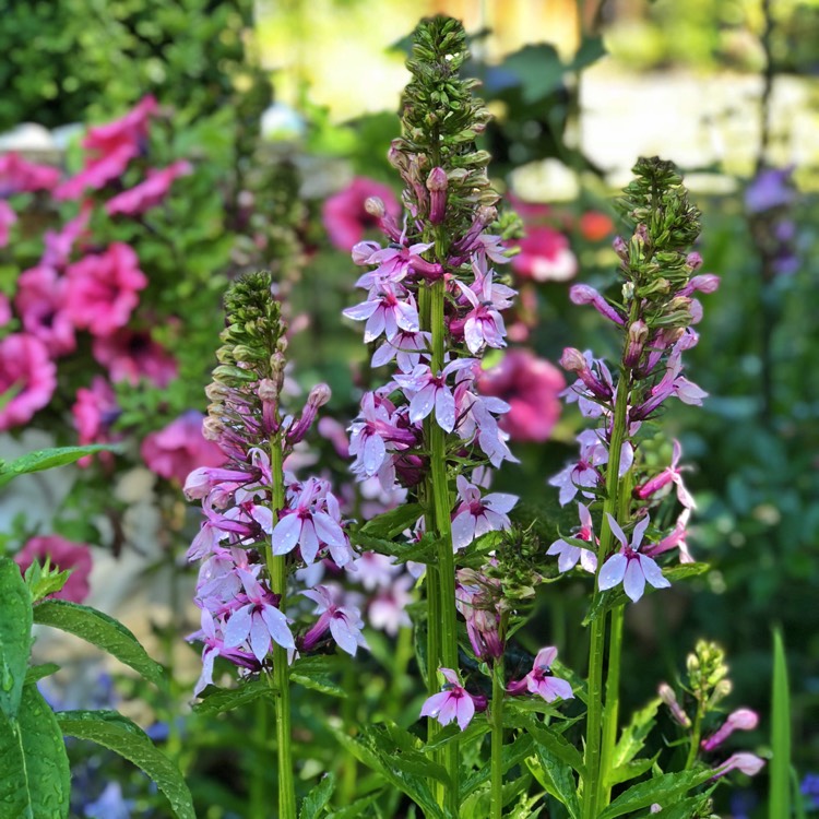 Plant image Lobelia 'Compton Pink'