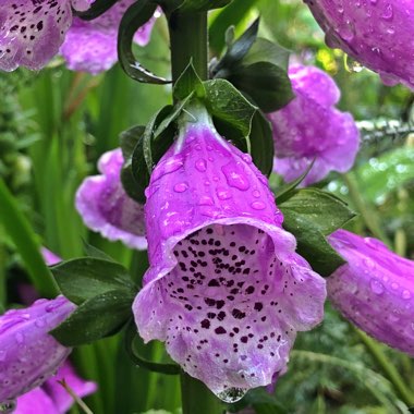 Digitalis purpurea 'Dalmatian Rose'