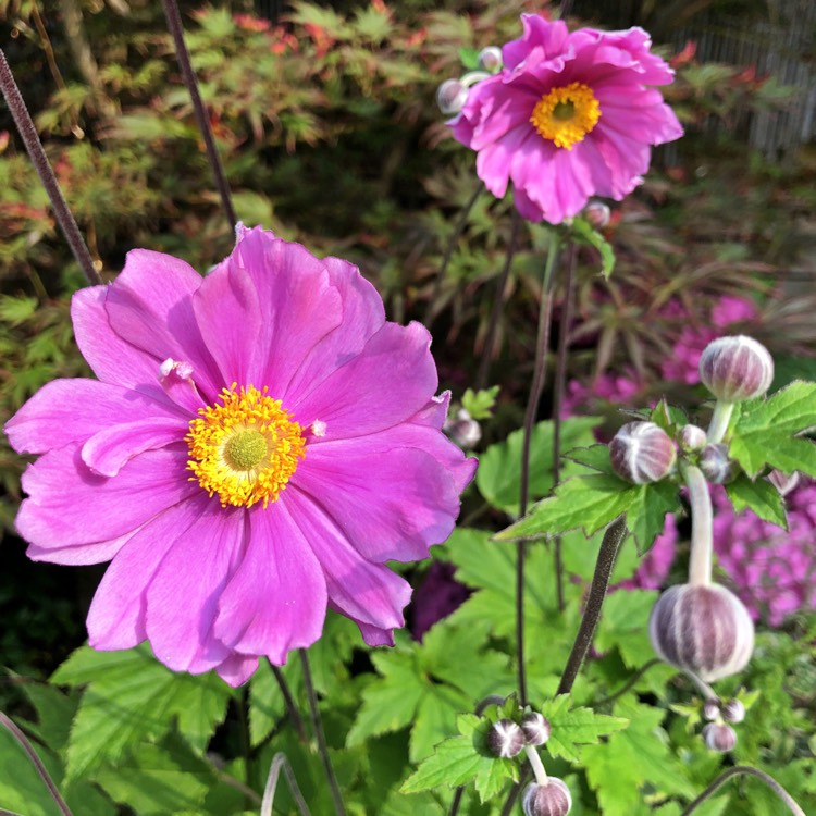 Plant image Anemone x hybrida 'Margarete'