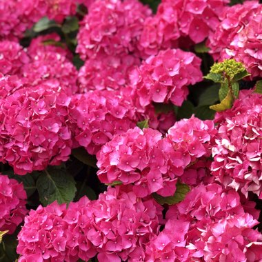 Hydrangea macrophylla 'Forever Pink'