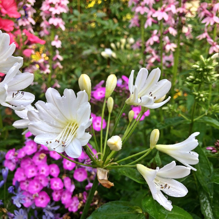 Plant image Agapanthus 'White Heaven'