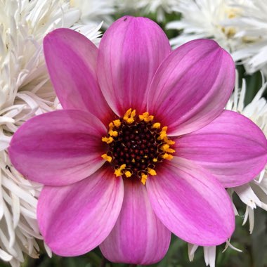 Dahlia 'Happy Single™ Wink'