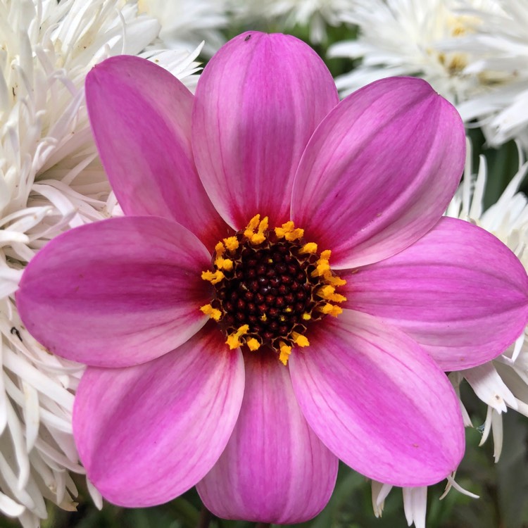 Plant image Dahlia 'Happy Single™ Wink'