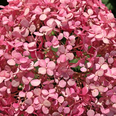 Hydrangea arborescens 'Annabelle'