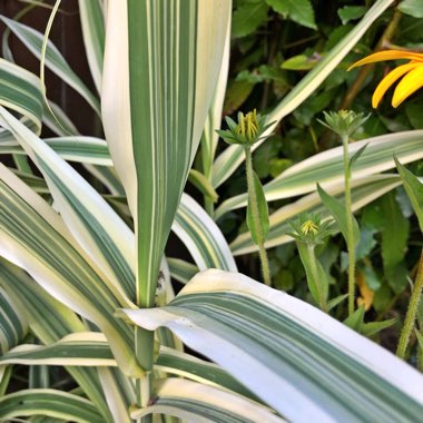 Arundo donax 'Versicolor'