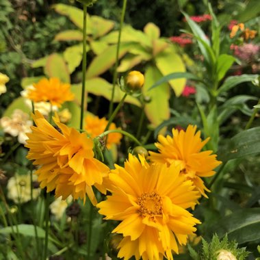 Coreopsis grandiflora 'Early Sunrise'