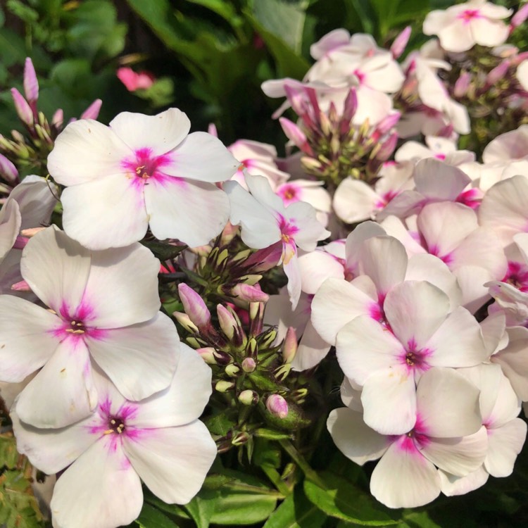 Plant image Phlox paniculata 'Adessa Pink Star' (Adessa Series)