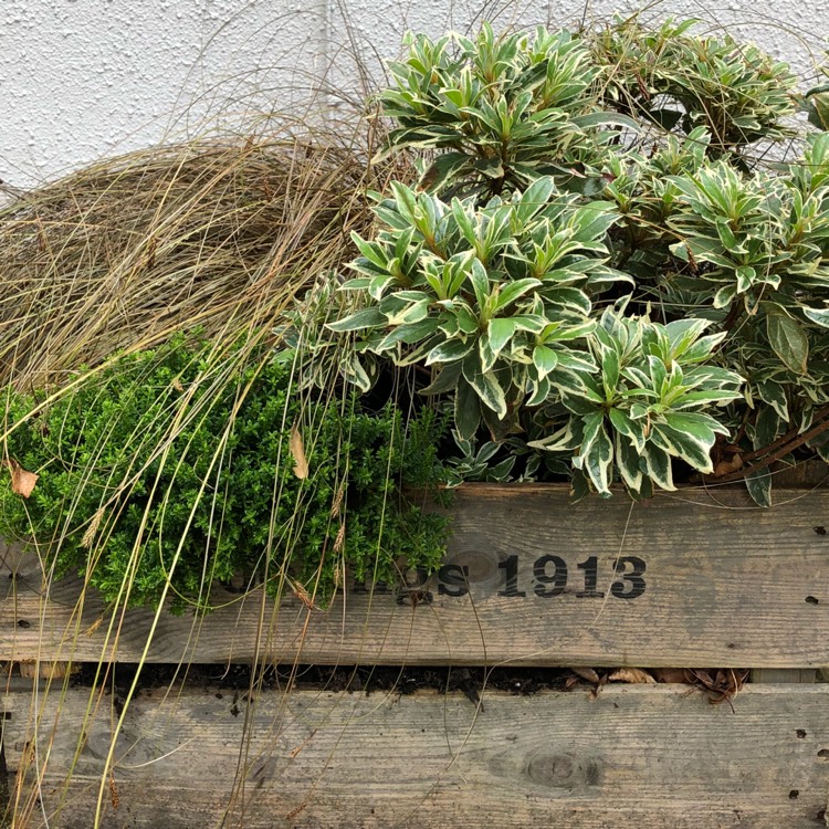 Plant image Hebe 'Emerald Green' syn. Hebe 'Green Globe'