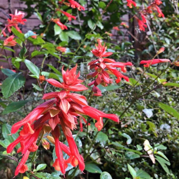 Plant image Salvia 'Ember's Wish'