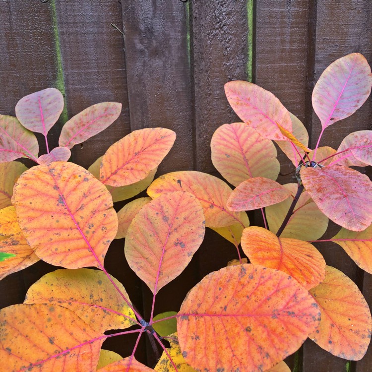 Plant image Cotinus 'Ruby Glow'