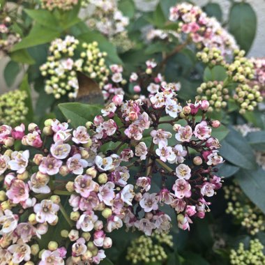 Viburnum x burkwoodii