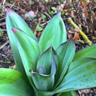 Allium 'Gladiator'