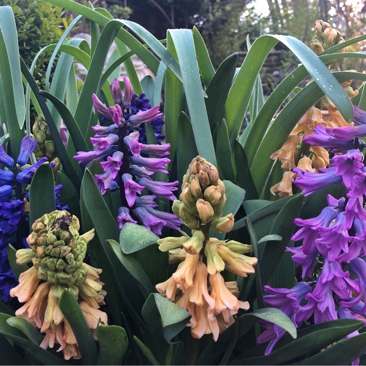 Plant image Hyacinthus orientalis 'Amethyst'