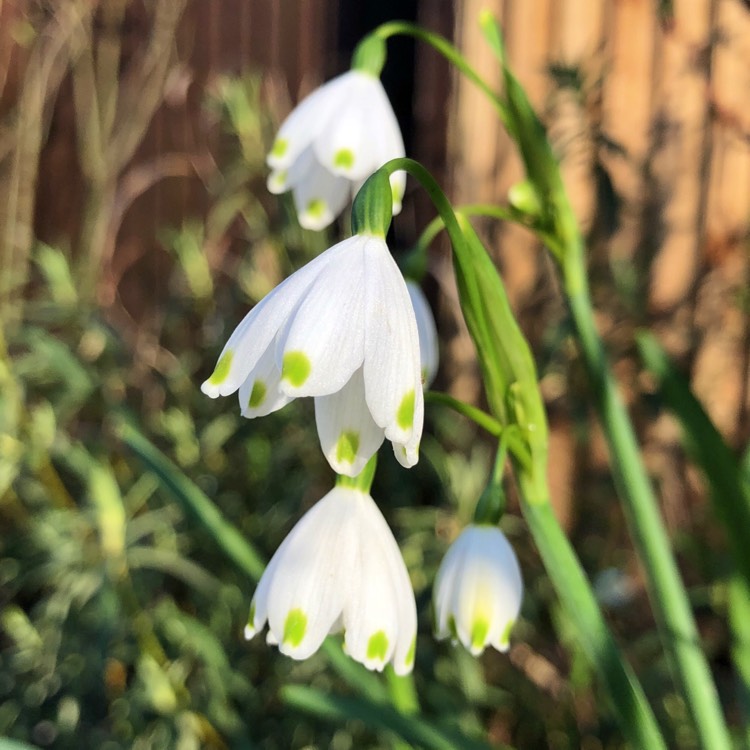 Plant image Leucojum aestivum 'Gravetye Giant'