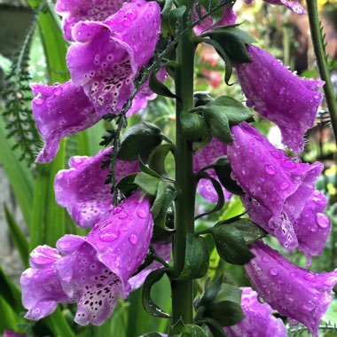 Digitalis