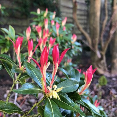 Pieris formosa var. forrestii