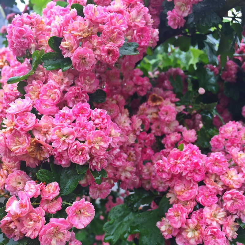 Plant image Crataegus x media 'Rubra Plena'