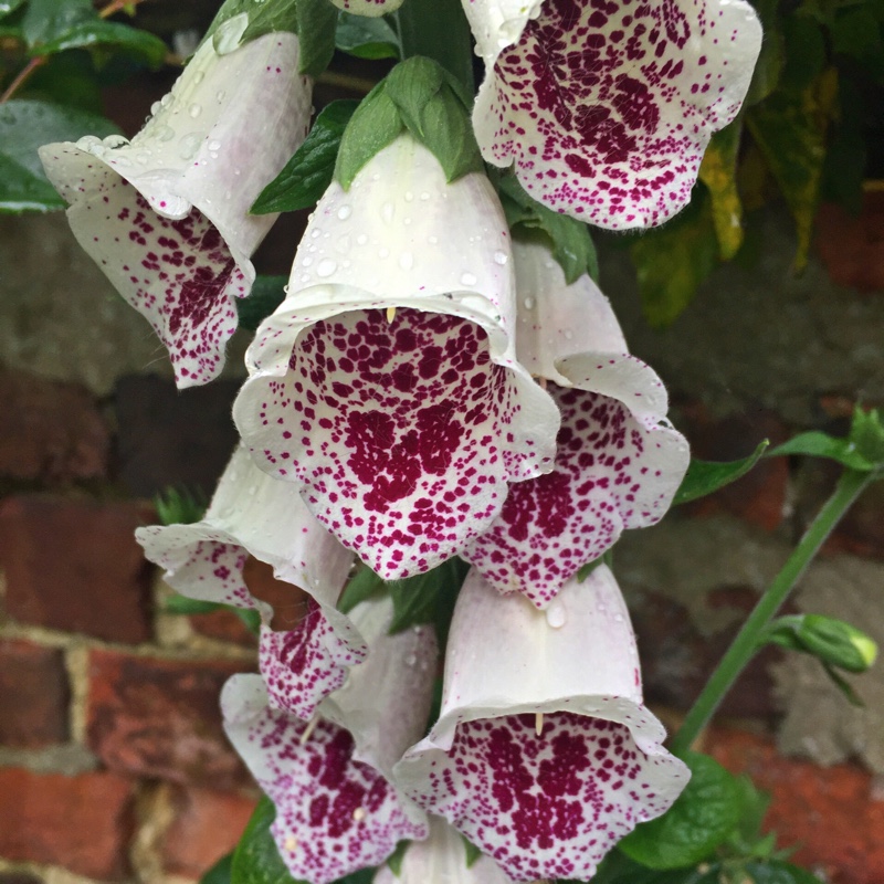 Digitalis purpurea 'Giant Spotted'