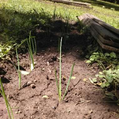 Allium (Species) Yellow-flowered Garlic