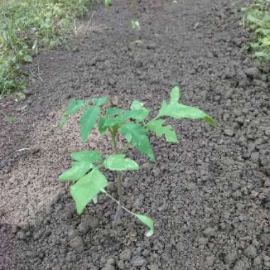 Tomato 'Delicious' (Beefsteak Tomato)