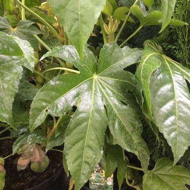 Japanese Aralia 'Variegata'