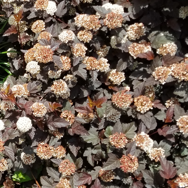 Plant image Physocarpus opulifolius 'Minall2' syn. Physocarpus opulifolius 'All Black'