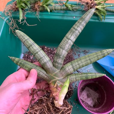 Sansevieria cylindrica 'Boncel'